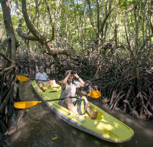 가야 아일랜드 리조트의 맹글로브 숲 카약 체험