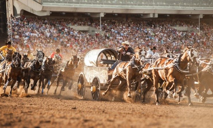 내년 7월에 열흘간 열리는 캐나다 캘거리의 스탬피드 카우보이 축제