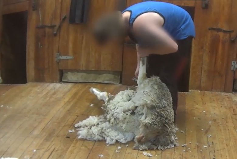 뉴질랜드 양떼 목장에서 한 작업자가 양의 털을 깎고 있다.[PETA 홈페이지 갈무리]