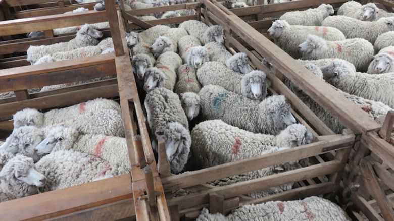 양들이 좁은 공간에 방치돼 있다.[PETA 홈페이지 갈무리]