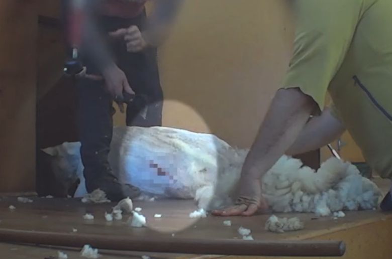 뉴질랜드 양떼 목장에서 털을 깎이던 양이 상처를 입은 모습.[PETA 홈페이지 갈무리]
