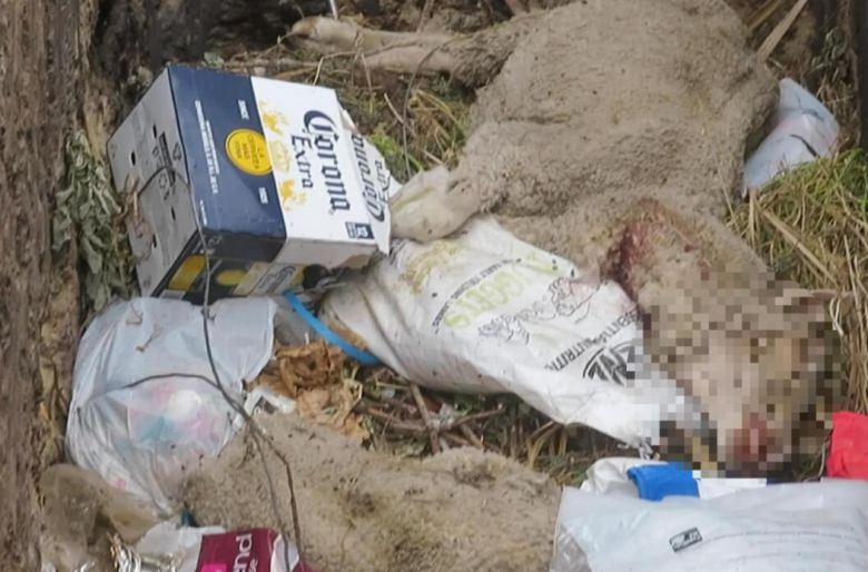 뉴질랜드 양떼 목장 쓰레기 구덩이에 버려진 죽은 양.[PETA 홈페이지 갈무리]