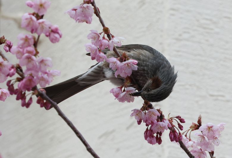 지난 19일 부산 수영구 배화학교에서 직박구리가 꽃망울을 터뜨린 벚꽃 꿀을 따 먹고 있다. [연합]