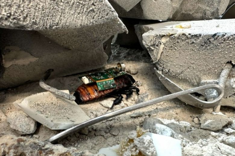 싱가포르 내무부 산하 인공지능(AI) 연구소 HTX가 난양이공대학, 클라스엔지니어링솔루션과 공동 개발한 ‘사이보그 바퀴벌레’ 10마리를 지난달 30일 미얀마 지진 구조 현장에 파견했다. [싱가포르 HTX]