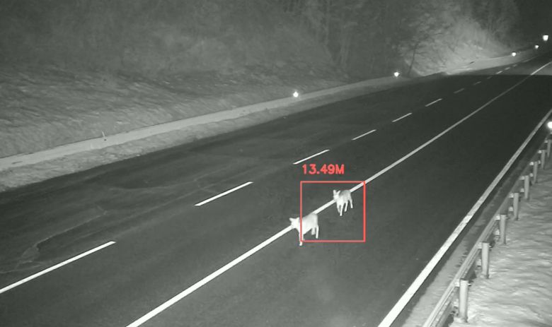 동물 찻길 사고 예방 및 모니터링 시스템을 통해 도로에 출현한 고라니들을 감지하고 있다. [포스코DX 제공]