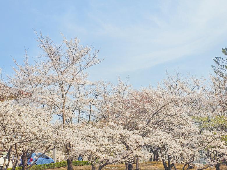 해마다 벚꽃은 예쁘고 해마다 주름은 늘어간다. 최은지 기자.