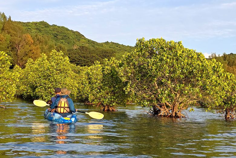 이리오모테 맹글로브숲 카약 탐험