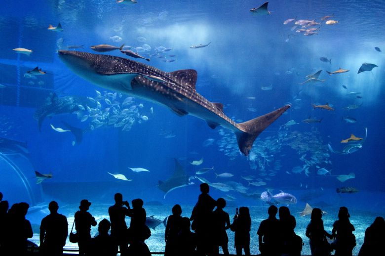 츄라우미수족관