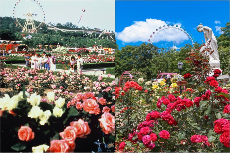 에버랜드 장미축제 어제와 오늘