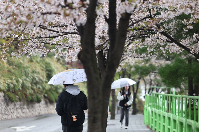 비가 내리며 쌀쌀한 날씨를 보인 14일 서울 한 대학교 캠퍼스에 벚꽃이 피어있다. <연합뉴스>