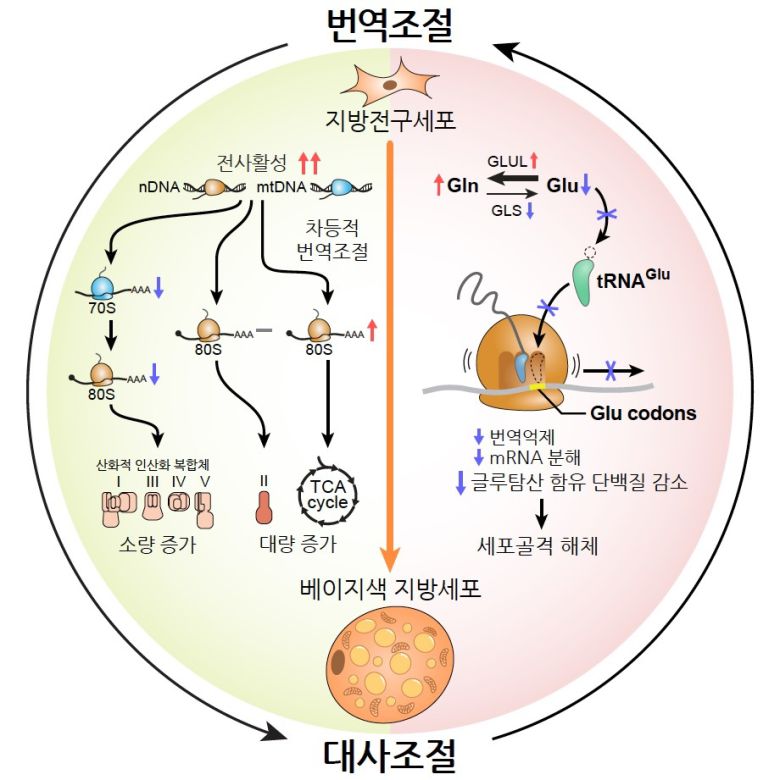 헤럴드경제