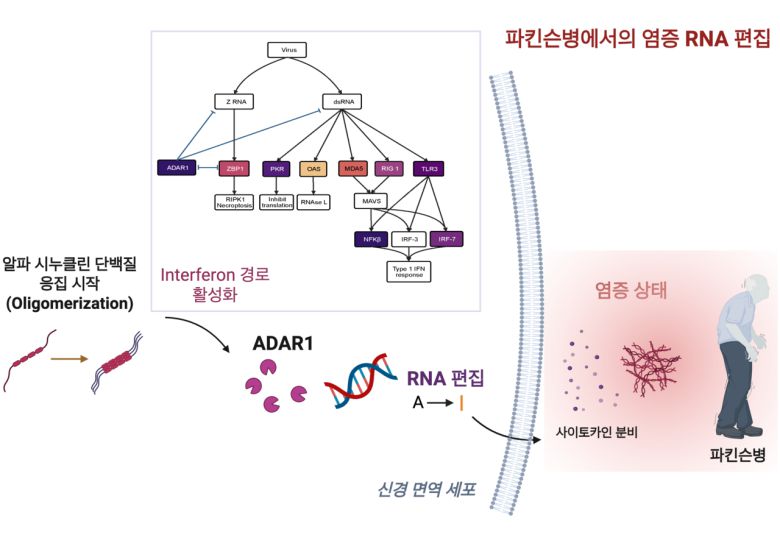 파킨슨병에서의 염증 RNA 편집 모델 도식.[KAIST 제공]