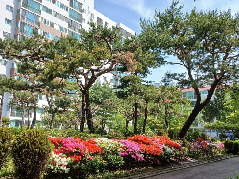 목동신시가지 아파트 단지들은 단지 내 풍성한 녹지가 특징이다. 김희량 기자