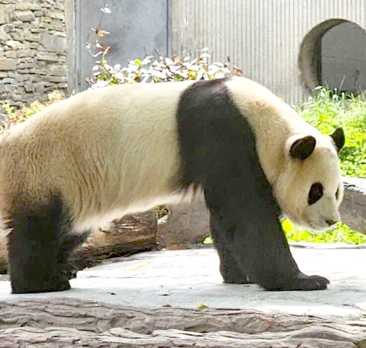 최근 잠만 자다가 잠시 일어나는 푸바오