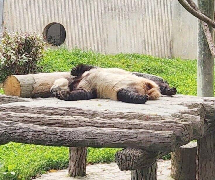 최근 부쩍 몸이 마른 푸바오는 5월 중순에 접어들면서 구토와 설사에 시달린 후, 목이 꺾인채 ‘大’자로  누워, 좀 처럼 움직이지 않는 모습도 포착됐다.