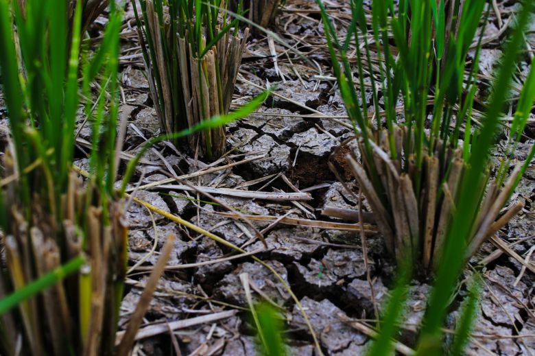 가뭄으로 마른 논.[게티이미지뱅크]