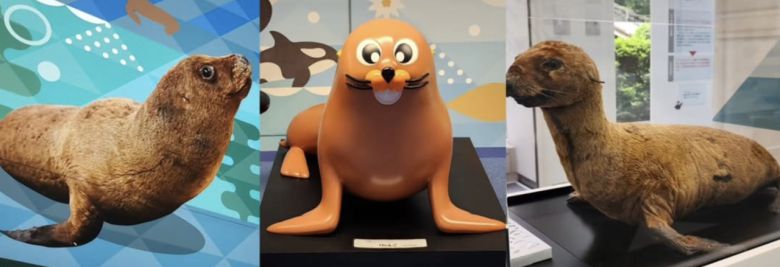 일본 국립 영토주권전시관에 설치된 ‘강치’ 전시물. [서경덕 교수 SNS 캡처]