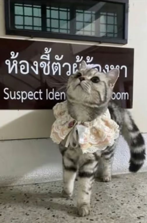 경찰을 공격한 혐의로 체포된 고양이가 분홍색 레이스로 된 하네스를 입고 있다 [페이스북]