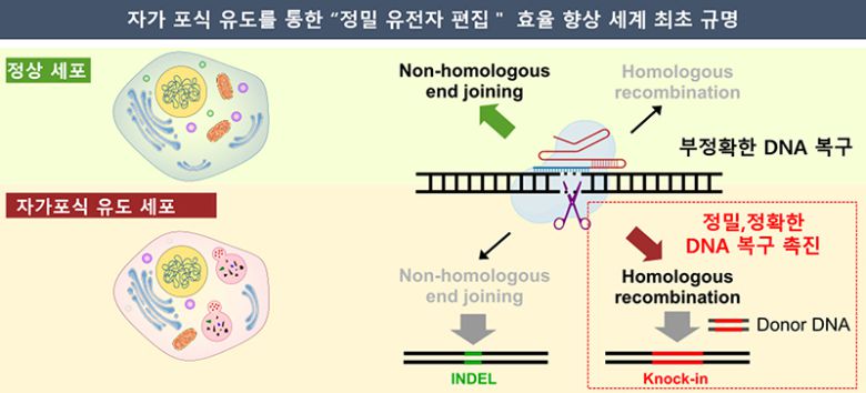 자가포식 유도를 통한 정밀 유전자 편집 효율 향상 모식도.[한국화학연구원 제공]