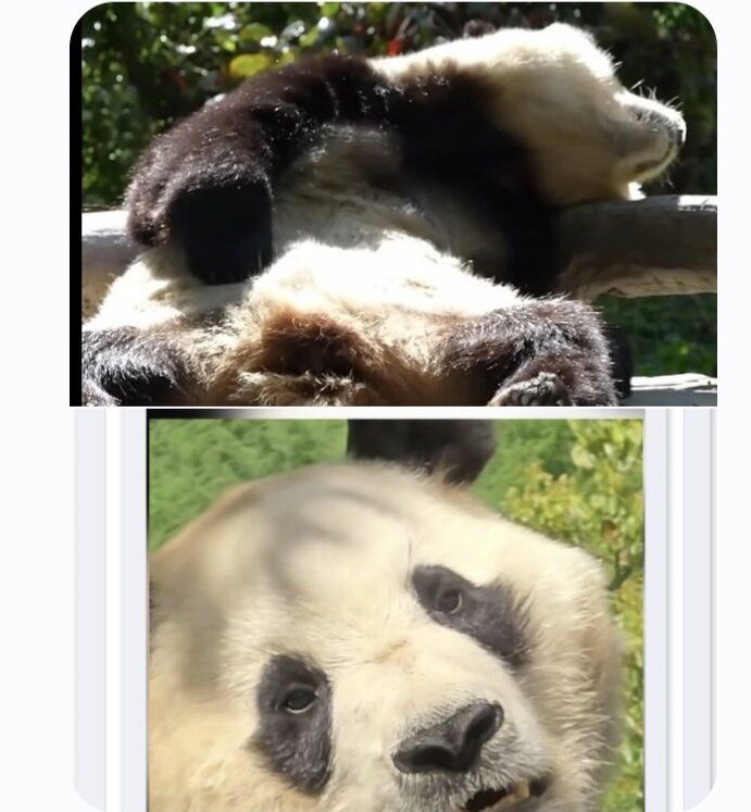 푸바오 팬들이 사진으로 보여주며 주장한 최근 푸바오의 무기력한 모습