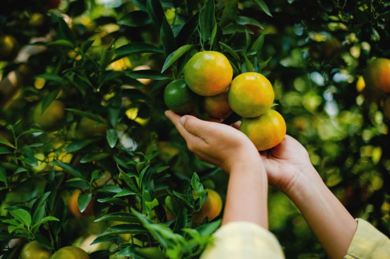 감귤류 등 과일에서 유래한 성분(펙틴 유도체)가 암 예방에 효과적일 수 있다는 연구 결과가 독일에서 최근 열린 학술대회(FAPESP Week 콘퍼런스)에서 발표됐다. <사진출처:게티이미지뱅크>