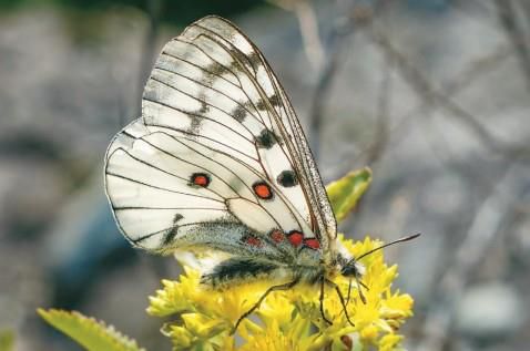 멸종위기 야생생물 1급 붉은점모시나비. 국립생태원 제공