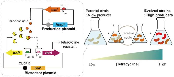 바이오센서(회색 점선 안)가 삽입된 대장균. 마치 전자회로의 if-then 조건문처럼 이탄콘산을 잘 만드는 대장균만 항생제 내성을 갖도록 설계됐다.[UNIST 제공]