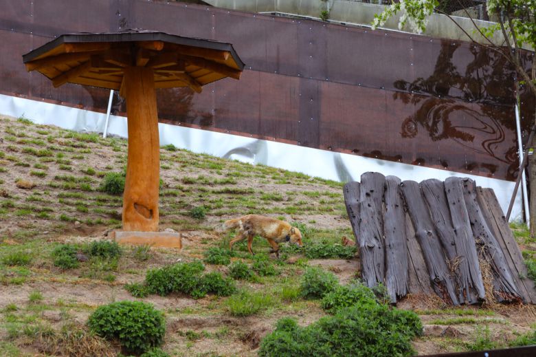 여우생태관찰원