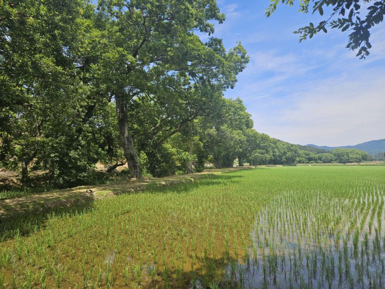 고창 삼태마을 숲 동쪽 전경. [국가유산청]