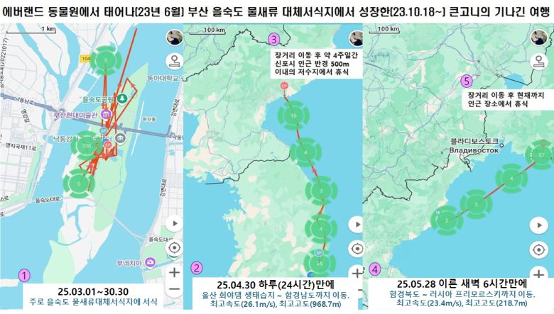 큰코니 ‘여름’이 야생 큰고니 무리와 함께 러시아로 이동한 경로. [삼성물산 제공]