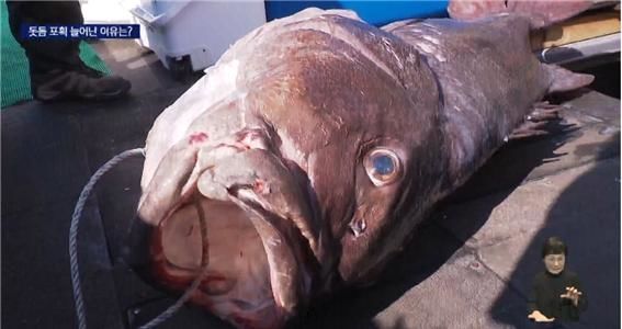 [KNN 보도화면 캡처]