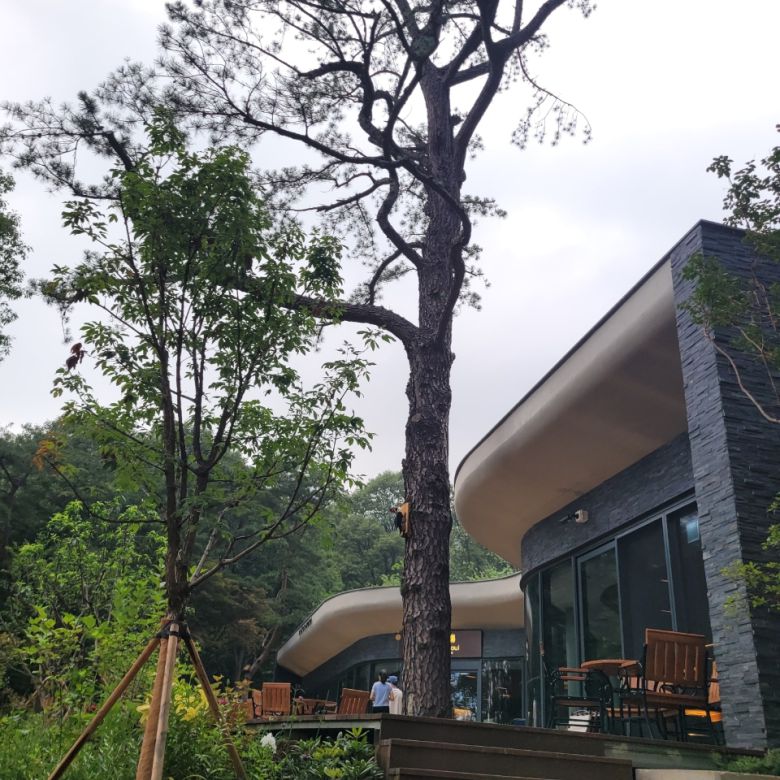 수십m 크기의 멋진 소나무