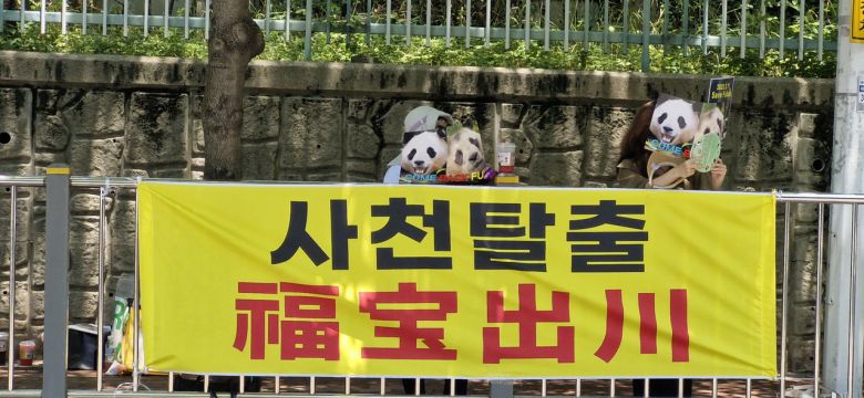 푸바오의 사천성(스촨성) 판다기지 탈출을 촉구하는 팬들의 시위