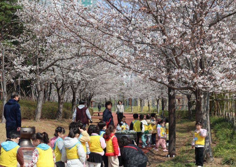 나들이 나온 어린이집 원생들이 활짝 핀 벚꽃 아래에서 사진을 찍고 있다. [연합]