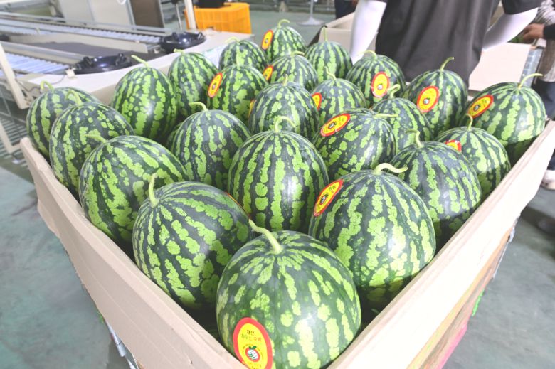 본격출하를 시작한 봉화 재산수박 [봉화군 제공]