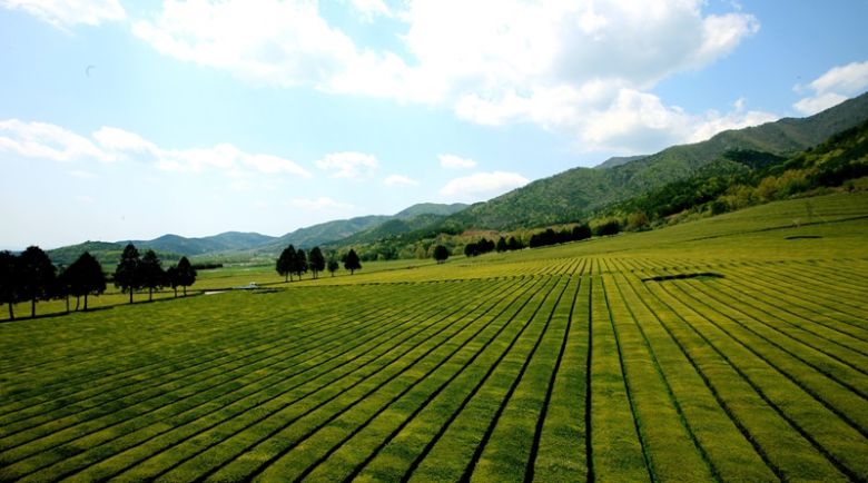 보성 녹차밭 풍경.