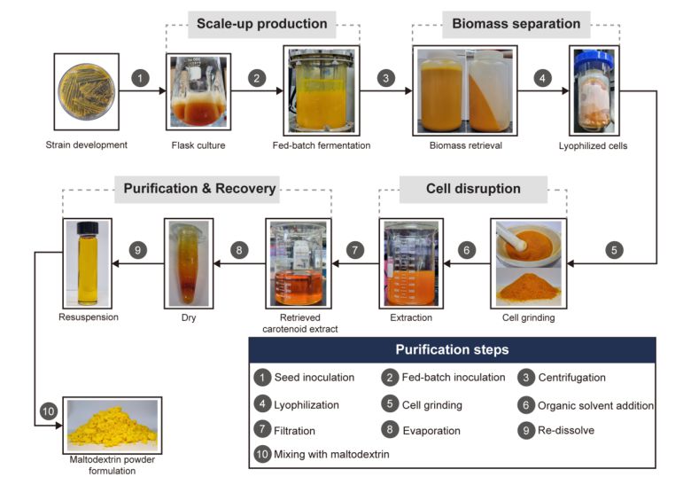 미생물 기반 루테인 대량생산 플랫폼 모식도.[KAIST 제공]