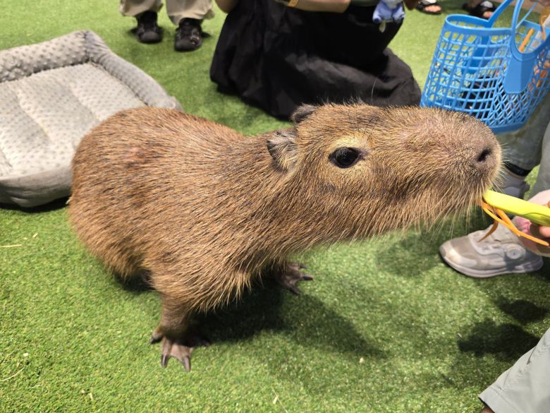 제주신화월드가 최근 개장한 ‘모모쥬 동물원’의 카피바라