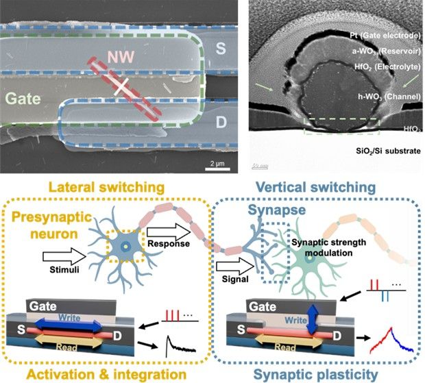 단결정 나노와이어 기반 ECRAM 소자의 구조와 동작 원리 모식도.[POSTECH 제공]