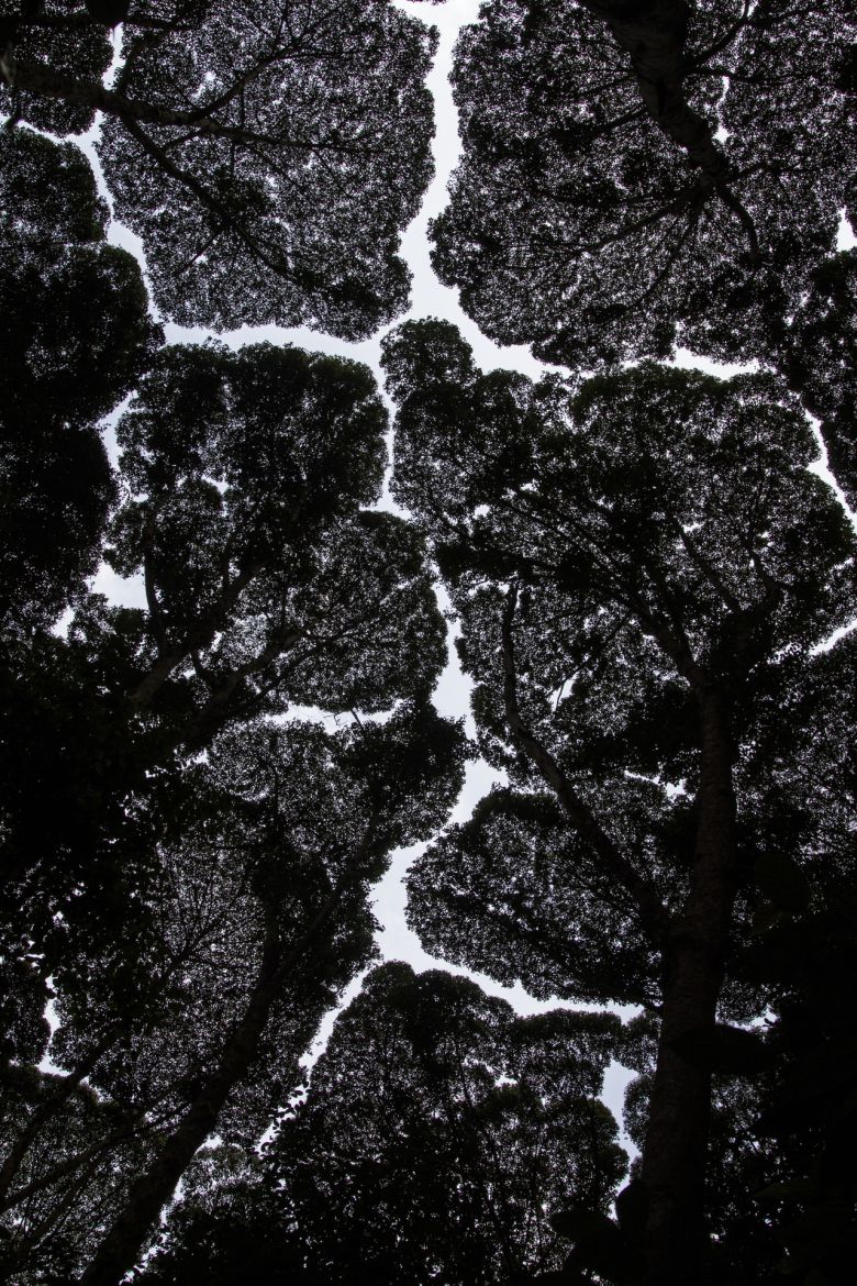 말레이시아 FRIM 셀랑고르 포레스트 파크의 신비스런 지질