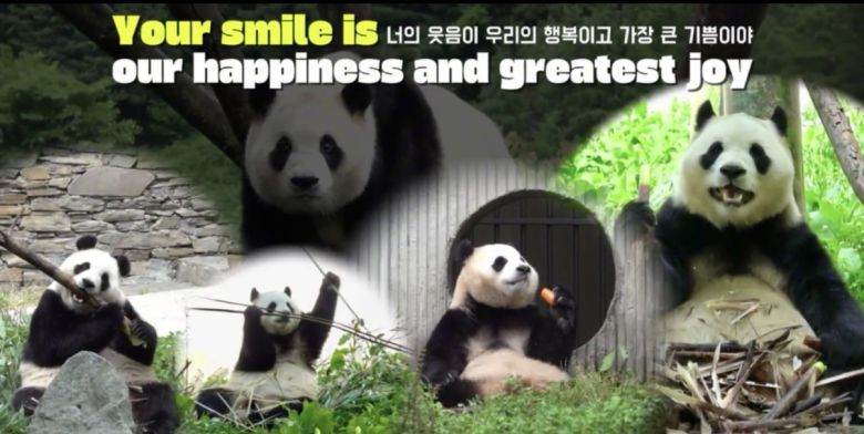 뉴욕타임스퀘어에 20일 하루(현지시간) 송출될 푸바오 생일축하 영상광고[푸키퍼팀 제공]