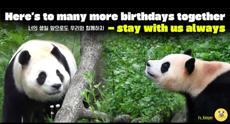 한국시간 대체로 21일, 미국뉴욕시간 20일 푸바오 생일에 타임스퀘어를 통해 송출될 푸바오 영상 캡쳐 [푸키퍼팀 제공]