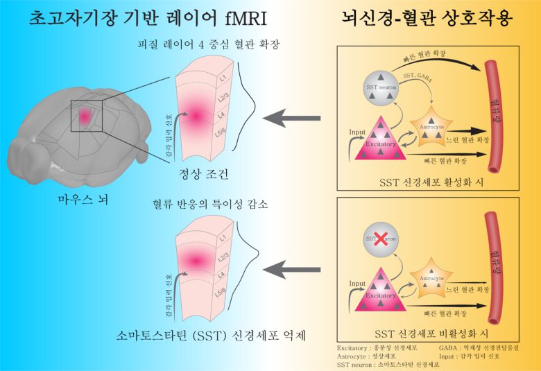 소마토스타틴 신경세포가 매개하는 뇌혈관 반응의 공간 특이성.[IBS 제공]