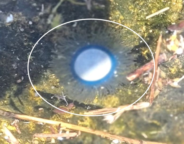 29일 독도(동도)해안가에서 목격된 푸른 우산관해파리[울릉도·독도해양연구기지 제공]