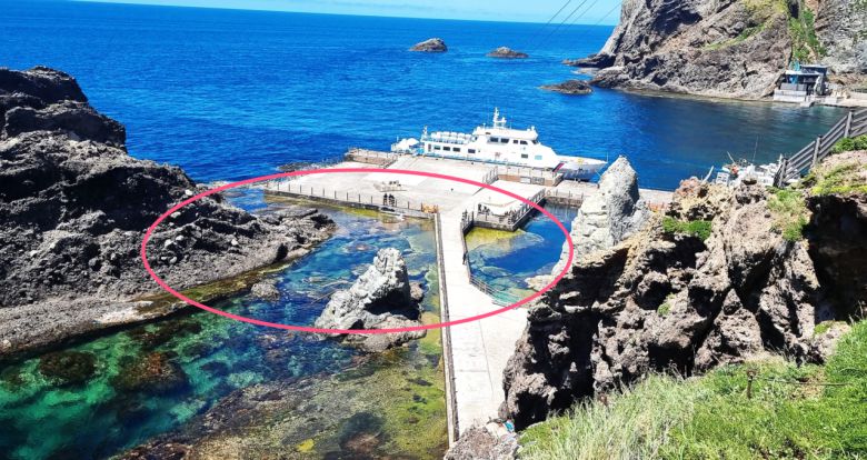 29일 푸른 우산관해파리가  목격된  독도동도 해안가 [울릉도·독도해양연구기지 제공]