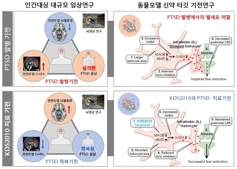 PTSD에서 별세포 GABA 조절 메커니즘 및 신약 KDS2010의 치료 효과 요약.[IBS 제공]