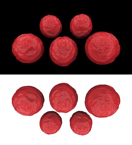 백일해를 일으키는 보르데텔라 페르투시스 박테리아. [게티이미지뱅크]