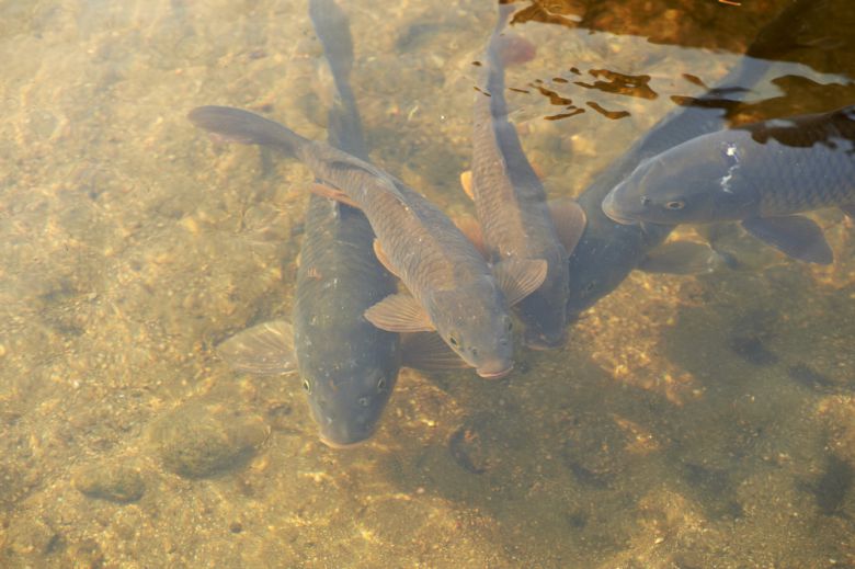 민물고기.[게티이미지뱅크]