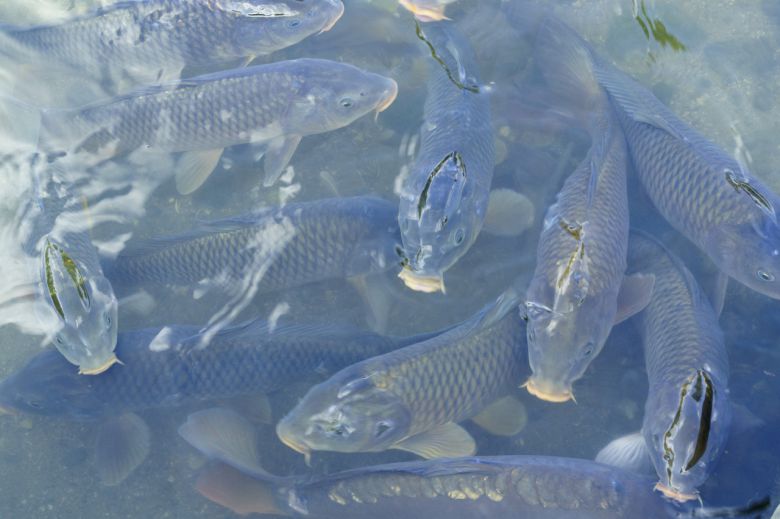 민물고기.[게티이미지뱅크]