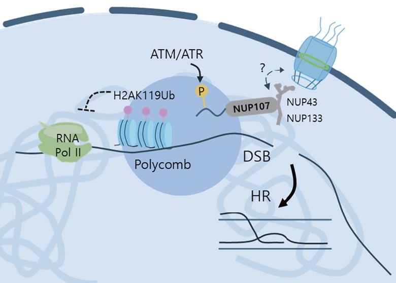 DNA 손상 발생 후 해당 부분의 크로마틴이 핵 주변부(Nuclear periphery)로 이동을 제시하는 모식도.[DGIST 제공]